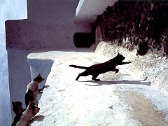 Gatti (200)